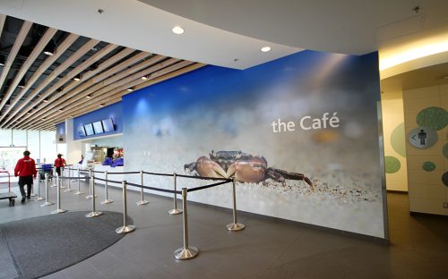 Wall Mural at Vancouver Aquarium Cafe