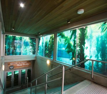 Kelp Forest at Vancouver Aquarium